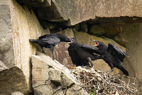 Взрослые вороны кормят цыплят на гнезде в скалистой скале.
