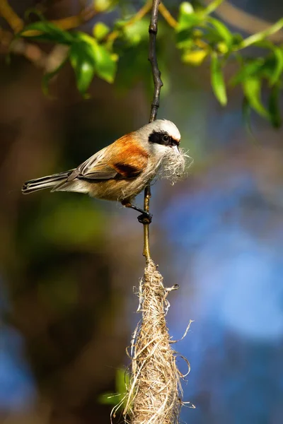 Poitrine penduline européenne tenant de l'herbe dans le bec et le nid suspendu — Photo