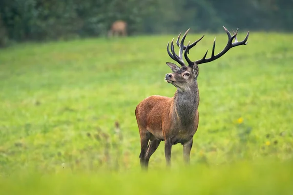 Dominant rood hert hert met gewei staren op weide met kopieerruimte — Stockfoto