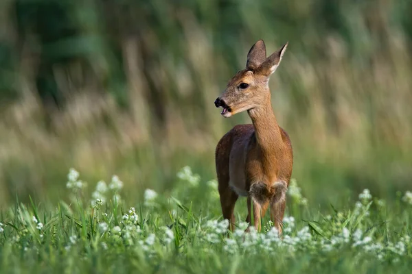 Dişi geyik otluyor ve yaz mevsiminde saman tarlasına bakıyor. — Stok fotoğraf