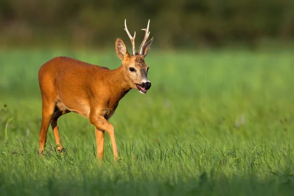 Müder Rehbock atmet an einem heißen Sommertag schwer mit offenem Maul — Stockfoto