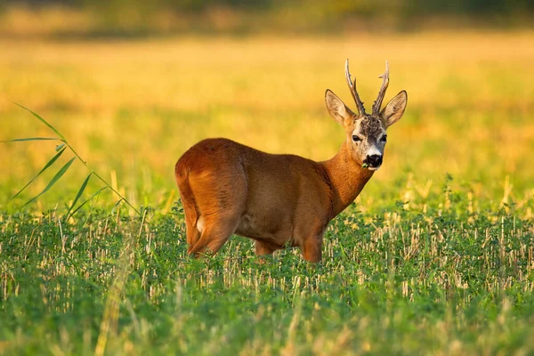 Rehbock blickt auf Kamera und lauscht auf Stoppelfeld mit grünem Klee — Stockfoto