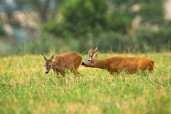 Roe deer buck following doe and licking her to feel hormones in rutting season — Stock Photo, Image