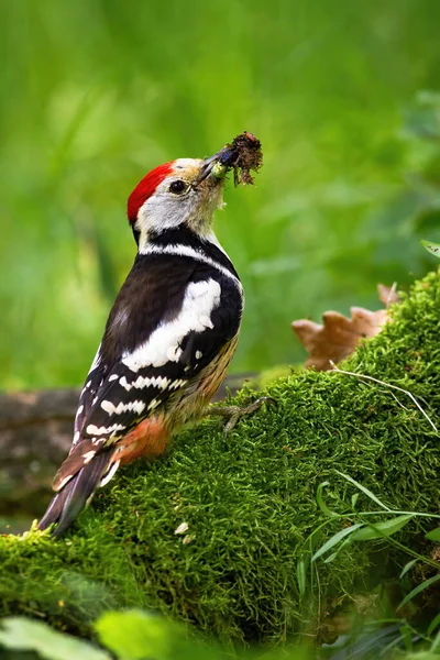Middle spotted woodpecker with beak full of insects sitting on a stump — Stock Photo, Image