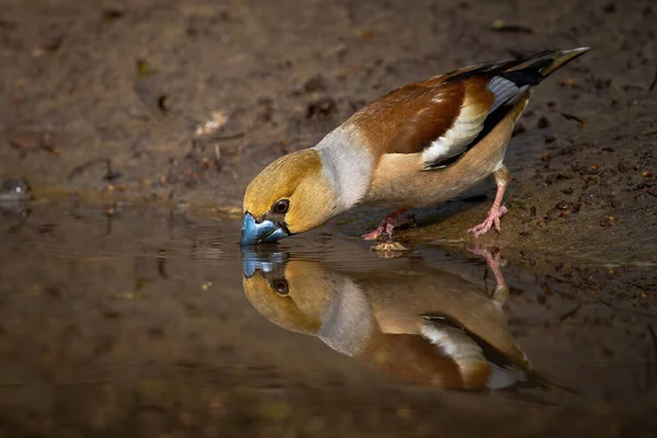 Hawfinch standing on muddy riverbank bending over water surface and drinking — Stock Photo, Image
