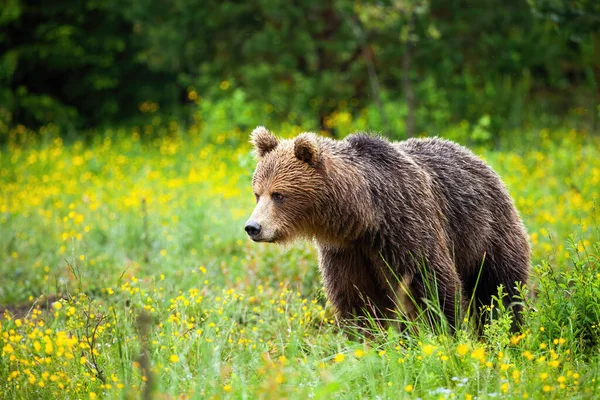 Rozrušený medvěd hnědý shlíží na jarní louku se žlutými květy. — Stock fotografie