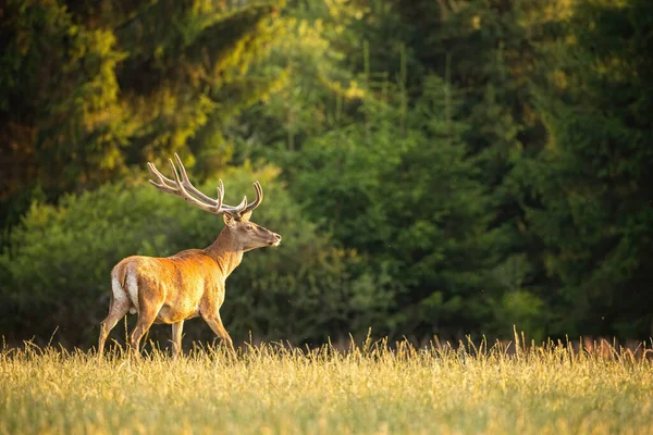 Κόκκινο ελάφι ελάφι περπάτημα σε ξέφωτο με δάσος στο παρασκήνιο το καλοκαίρι στο ηλιοβασίλεμα — Φωτογραφία Αρχείου