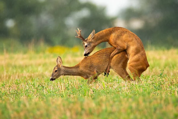 Intimate mating behavior of roe deer in rutting season — Stock Photo, Image