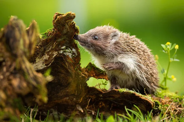 Cute young northern white-breasted hedgehog climbing stump and sniffing — Stock Photo, Image