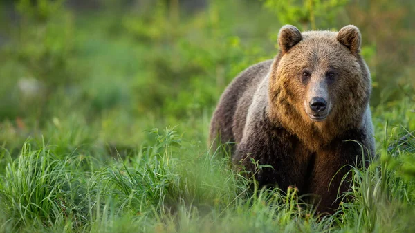 Urso marrom em alta vegetação verde enfrentando câmera no verão ao pôr do sol — Fotografia de Stock