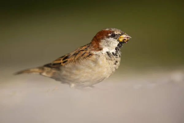Cute house sparrow male sitting on the ground and looking into camera in summer — Stock Photo, Image