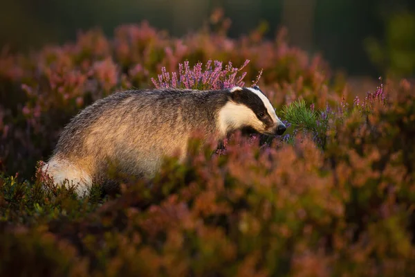 Adult european badger hiding in bushes of heather in moorland in summertime — Stock Photo, Image