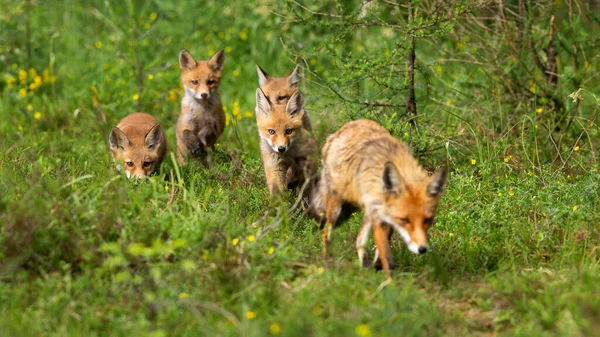 Röd räv hona och hennes fyra ungar jagar och går i sommarskogen — Stockfoto