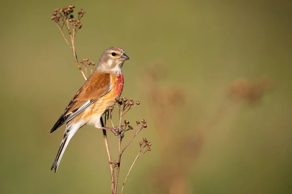 Common linnet resting on a plant on meadow in summer — Stock Photo, Image