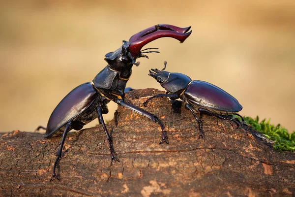 Male stag beetle standing above female and protecting her in summer nature. — Stock Photo, Image