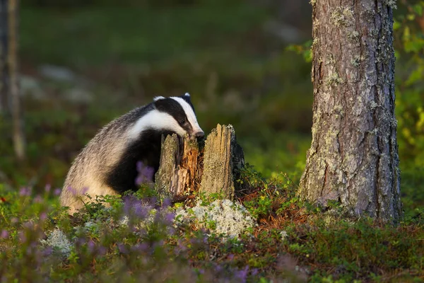 Eropa badger sniffing pohon tunggul dengan hidung dan mencari makanan di musim panas — Stok Foto