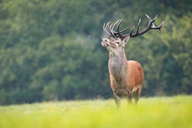 Proud red deer sniffing with head up on green meadow in rutting season. clipart