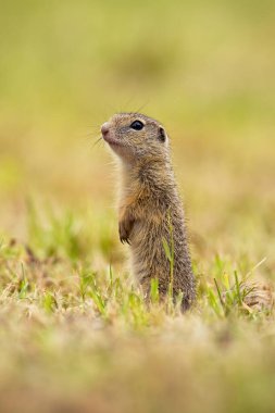 Avrupa 'nın meraklı yer sincabı arka ayakları üzerinde duruyor ve yaz doğasına bakıyor.