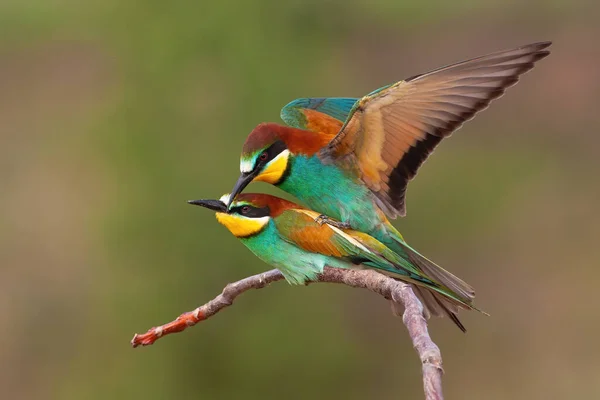 Pair of european bee-eater mating on a twig in summer breeding season