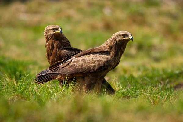 Paar minder gevlekte adelaars zitten in de zomer op de grond op groene weide — Stockfoto