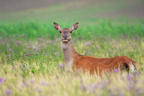 Cervo rosso posteriore in piedi sul campo verde e guardando in macchina fotografica nella natura estiva — Foto Stock