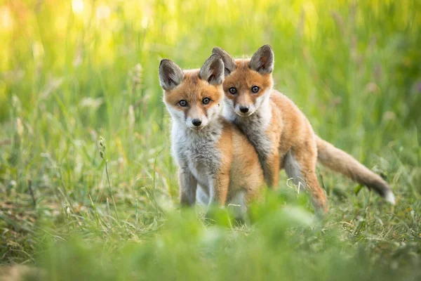 Red fox cuccioli che giocano su erba verde e guardando in macchina fotografica nella natura estiva — Foto Stock