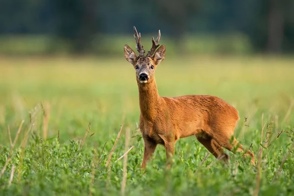 Territoriell rådjur rådjur bock tittar in i kameran på grönt fält i sommar natur — Stockfoto