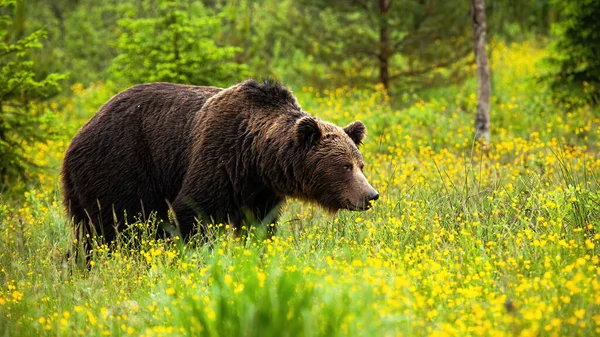 Massive oso marrón macho mirando a un lado en primavera — Foto de Stock