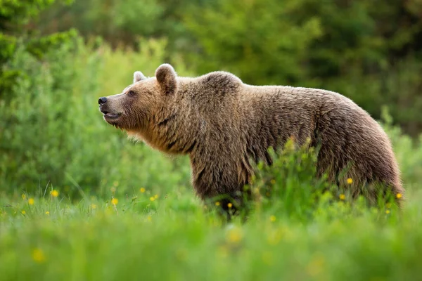 Alerta urso marrom farejando com focinho na natureza verão — Fotografia de Stock