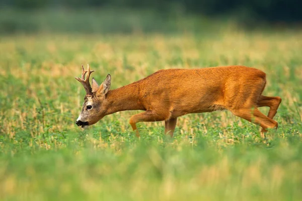 Roe veado buck andando com a cabeça para baixo e cheirando para o perfume na temporada de rutting — Fotografia de Stock