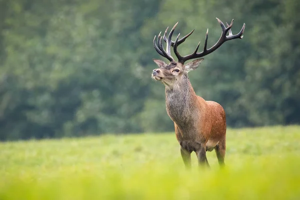 Alert red deer stag standing on hay field with green grass in autumn — Stock Photo, Image