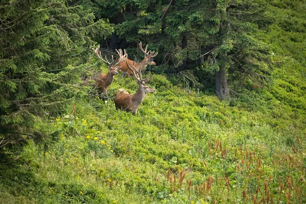 Cuidado ciervos rojos ciervos mirando a su alrededor en el ambiente de montaña —  Fotos de Stock