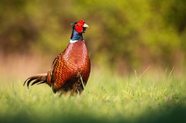 Yazın yeşil bir çayırda kameraya bakan sıradan bir sülün.