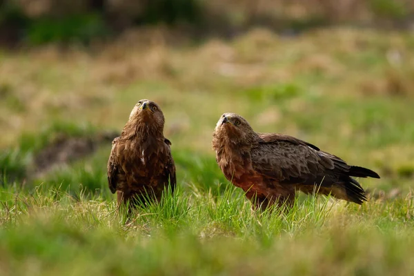 Δύο αετοί με μικρότερες βούλες κοιτάζουν προς τα πάνω σε ένα ξέφωτο στην άγρια φύση — Φωτογραφία Αρχείου