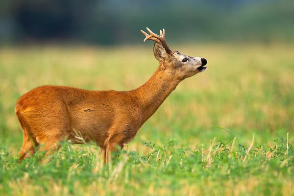 Corzo ciervo buck estirar el cuello y olfatear olores en la temporada de apareamiento —  Fotos de Stock