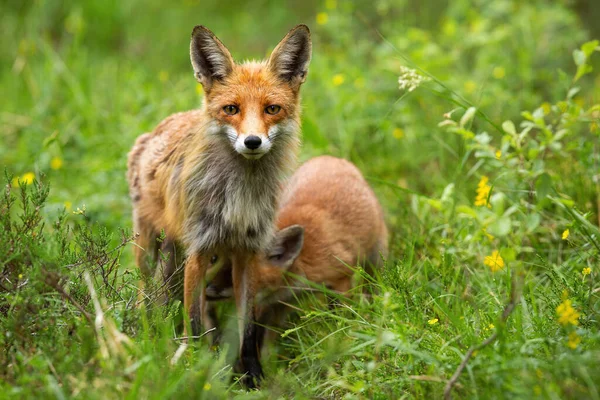 Alerte caméra face au renard rouge avec son ourson se nourrissant dans la nature estivale — Photo