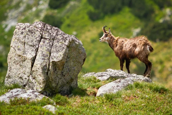 Yazın kayanın üzerinde duran görkemli tatra güveci. — Stok fotoğraf