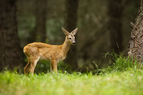 Kleine ree die in de zomer in het bos staat. — Stockfoto