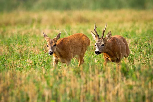 Para sardynek biegnących na polu ścierniska z zieloną koniczyną w sezonie godowym — Zdjęcie stockowe