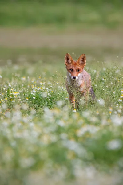 여름에 초원에서 있는 멋진 붉은 여우. — 스톡 사진