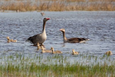Greylag kaz ailesi yaz boyunca gölde yüzüyor..