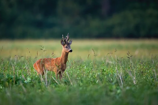Ciervo de corzo mirando a un lado en el campo de rastrojos con hierba verde en la noche de verano —  Fotos de Stock