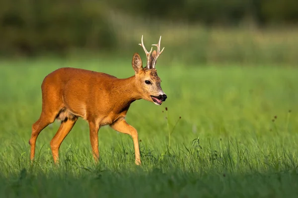 Calma ciervo buck va en el prado con hierba verde y caña de fondo —  Fotos de Stock