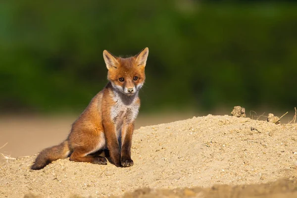 Jonge rode foxcub zittend op zand in de zomer. — Stockfoto