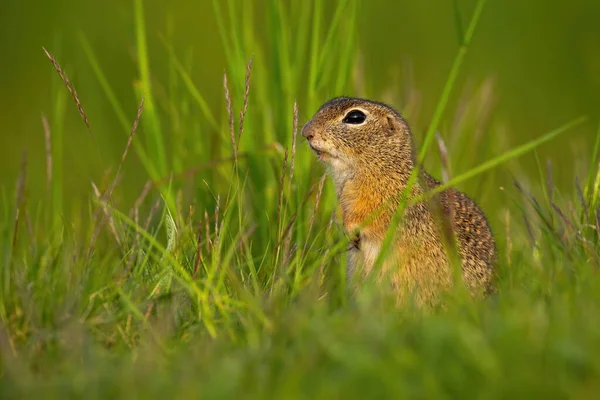 Kis európai darált mókus ül a fűben a nyár folyamán. — Stock Fotó