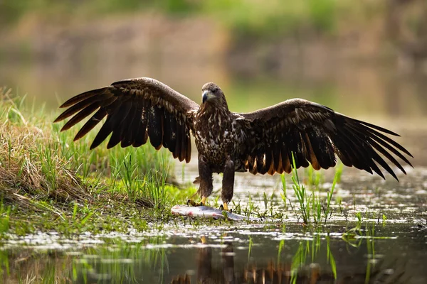 Majestuoso desembarco de águila de cola blanca con botín en la orilla . —  Fotos de Stock