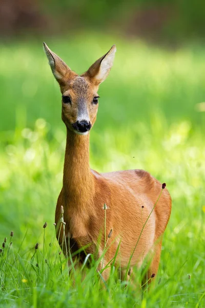 Bonita corça corça em pé no prado no verão . — Fotografia de Stock