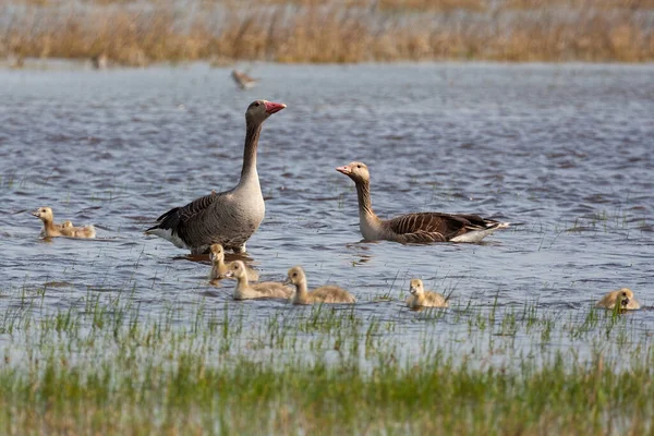 Greylag ganso família nadando no lago durante o verão . — Fotografia de Stock