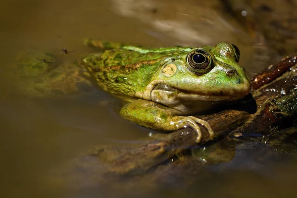 Entzückender essbarer Frosch, der im Sommer auf einem Sumpf liegt. — Stockfoto