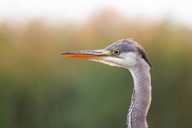 İlgi çekici gri balıkçıl yaz aylarında sulak alanları gözlemliyor..